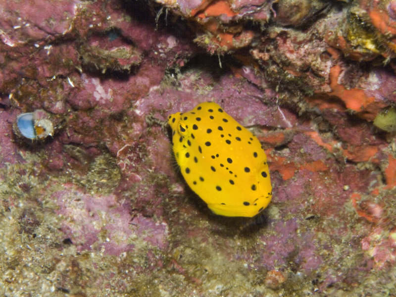 Boxfish, Ko Ha